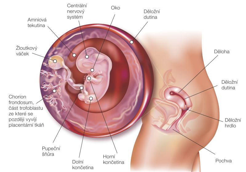 Fotografie (8.&nbsp;týždeň tehotenstva: Vývoj plodu a&nbsp;tehotenské zmeny)